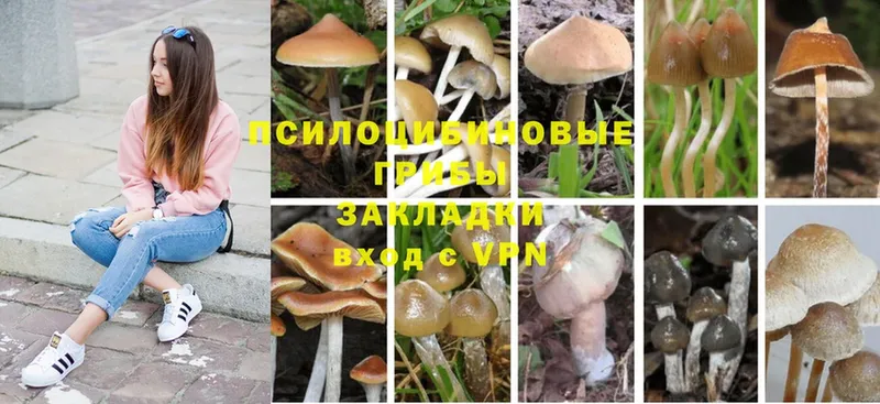 Галлюциногенные грибы Magic Shrooms  купить наркоту  Почеп 